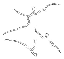 Climacium dendroides, paraphyllia. Drawn from A.J. Fife 6797, CHR 405507.
 Image: R.C. Wagstaff © Landcare Research 2014 